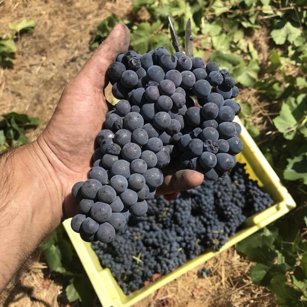 Hovik Wines - John Semerdjian