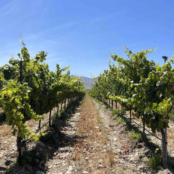 Hovik Wines - John Semerdjian