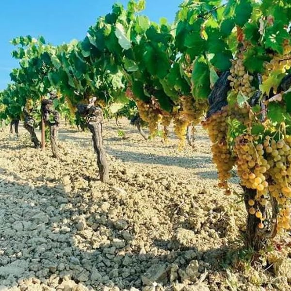 Bodega Vinificate - Mahara Viticultores - Jose & Miguel Gomez