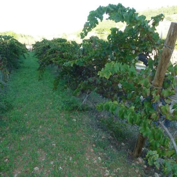 Celler Alter De Benimaquia - Jose Maria Bolufer