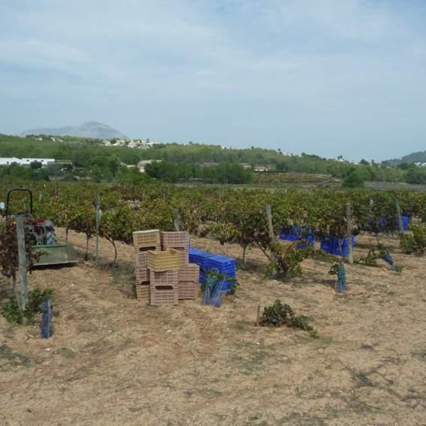 Celler Alter De Benimaquia - Jose Maria Bolufer