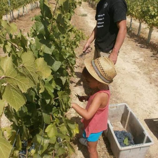 Marenas Viñedo y Bodega - José Miguel Márquez Herrador