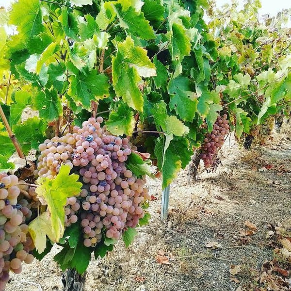 Marenas Viñedo y Bodega - José Miguel Márquez Herrador
