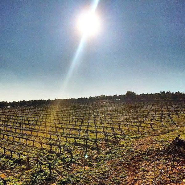 Marenas Viñedo y Bodega - José Miguel Márquez Herrador