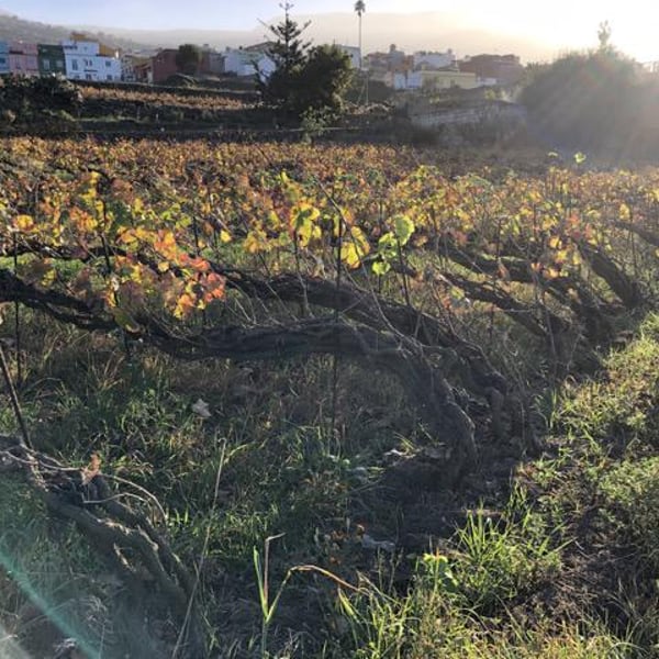 Bodega Finca Marañuela - Mercedes y Juan Felipe García Rodríguez