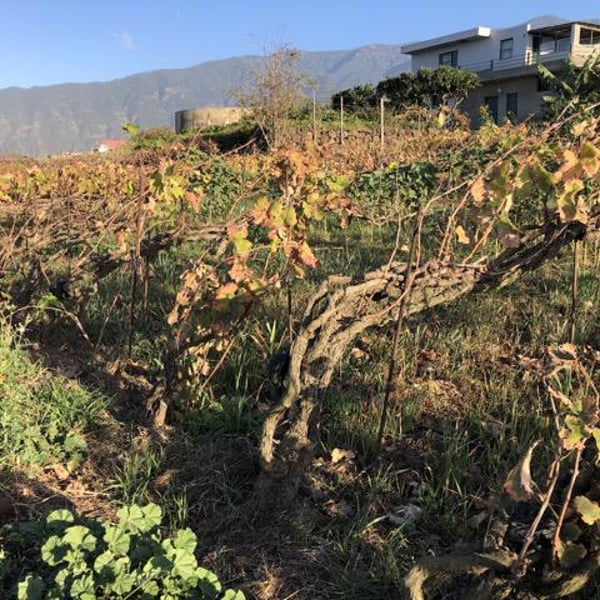 Bodega Finca Marañuela - Mercedes y Juan Felipe García Rodríguez