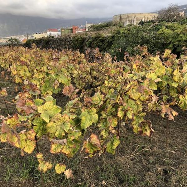 Bodega Finca Marañuela - Mercedes y Juan Felipe García Rodríguez
