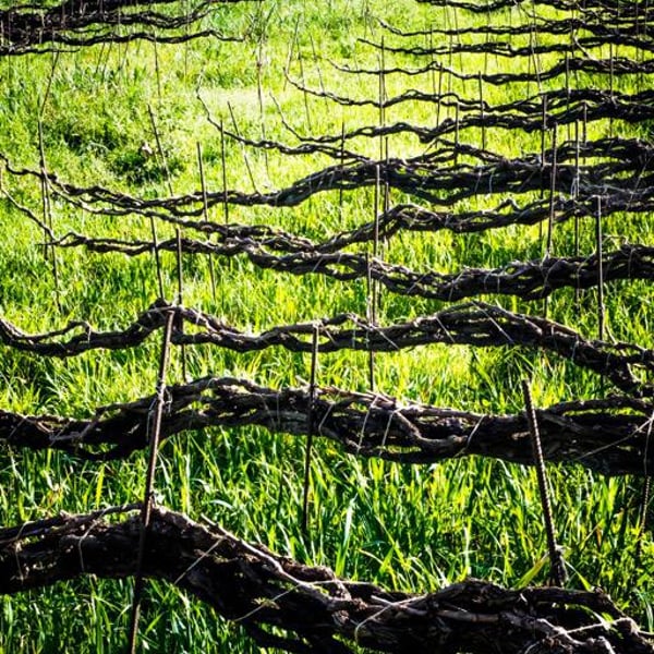 Bodega Finca Marañuela - Mercedes y Juan Felipe García Rodríguez