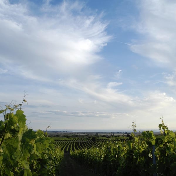 Weingut Beck - Judith Beck