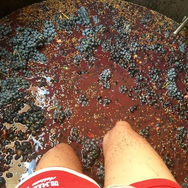 Bodega La del Terreno - Julia Casado