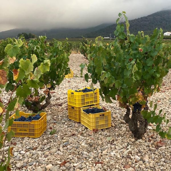 Bodega La del Terreno - Julia Casado