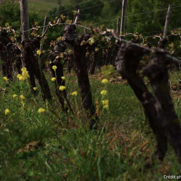 Domaine Julien Auroux - Julien Auroux