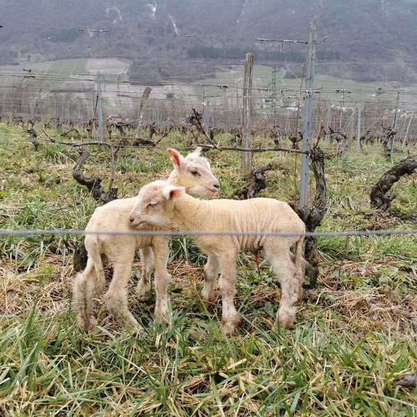 Domaine des Albatros - Julien Cartier