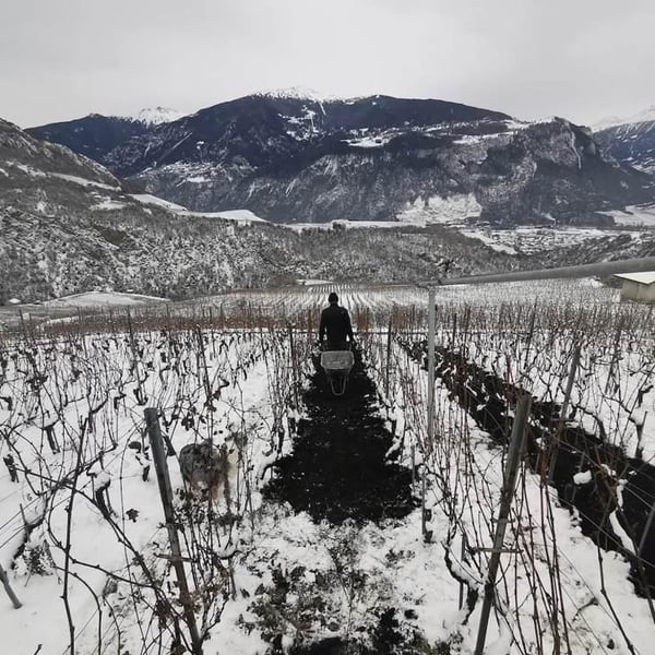 Domaine Julien Guillon - Julien Guillon
