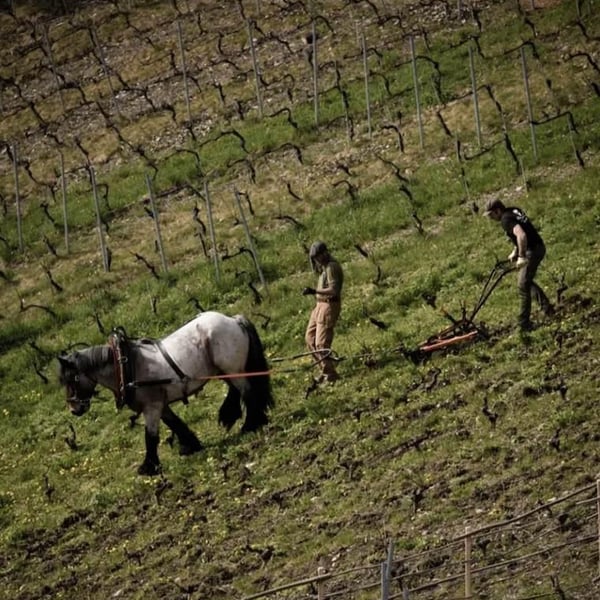 Domaine Julien Guillon - Julien Guillon