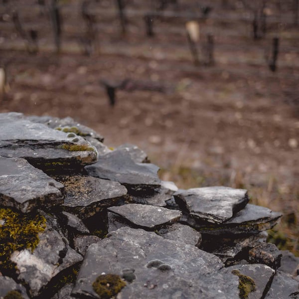 Clos des Vignes du Maynes - Julien Guillot