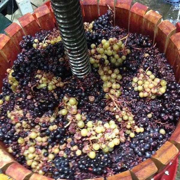 Domaine De La Roseraie - Julien Petitjean