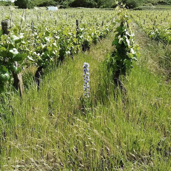 Domaine De La Roseraie - Julien Petitjean