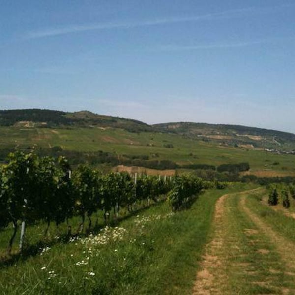 Domaine De La Roseraie - Julien Petitjean