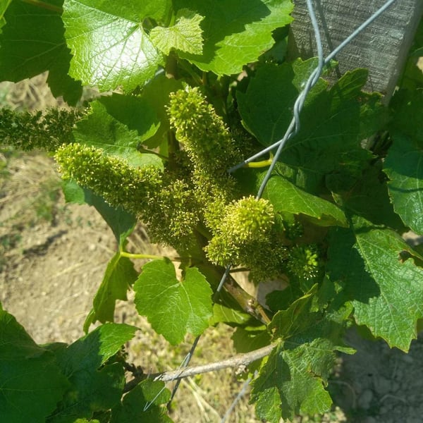 Domaine des Myosotis - Justine Rivet et Romain Bourreau