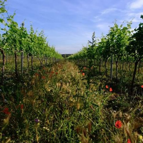 Domaine de Sulauze - Karina & Guillaume Lefèvre