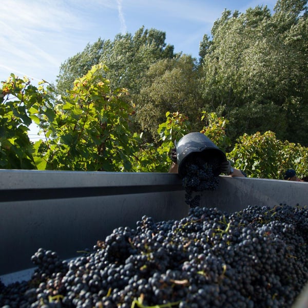 Bauer-Pöltl Weinhof - Kathi & Daniel Bauer