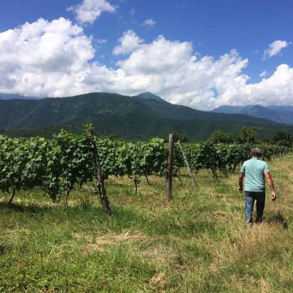 Naotari Wines - Koba Kvatchrelishvili