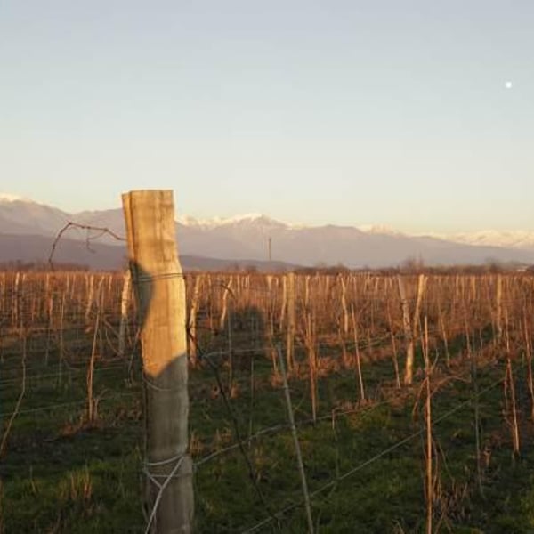 Naotari Wines - Koba Kvatchrelishvili