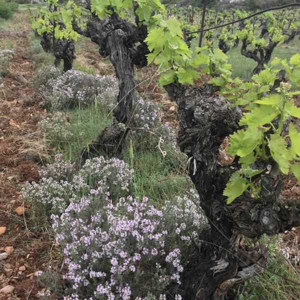 Domaine De L’Accent - Konrad Pixner