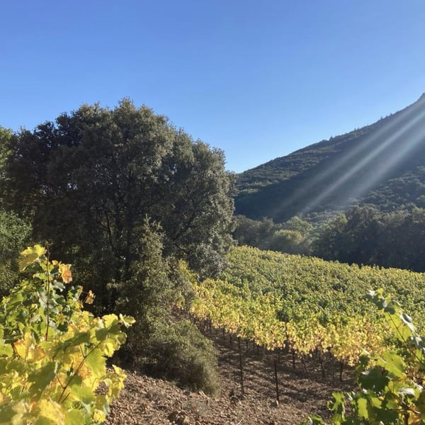 Domaine De L’Accent - Konrad Pixner
