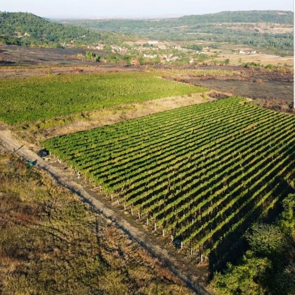 Vinarija Dalia - Kristina Lukic