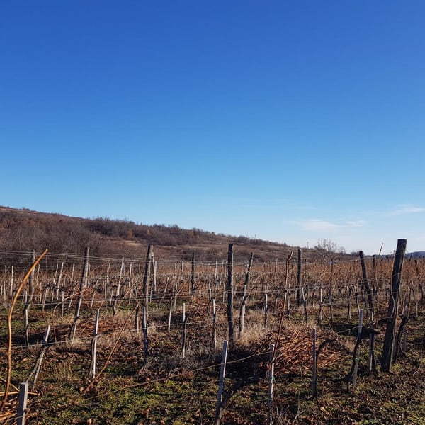 Vinarija Dalia - Kristina Lukic