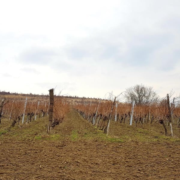 Vinarija Dalia - Kristina Lukic