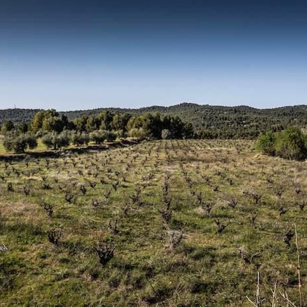 Celler Dumenge - Laia Esmel, Oriol Roig & Jaume Vilaseca.
