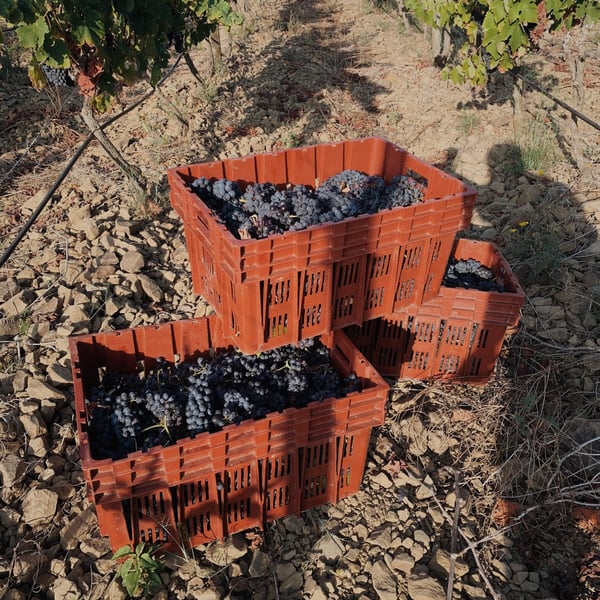 Sans Domaine - Lambert Perera Cortés
