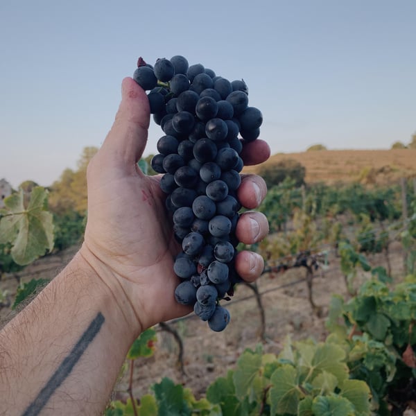 Sans Domaine - Lambert Perera Cortés