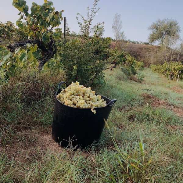 Sans Domaine - Lambert Perera Cortés