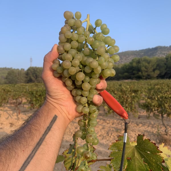 Sans Domaine - Lambert Perera Cortés