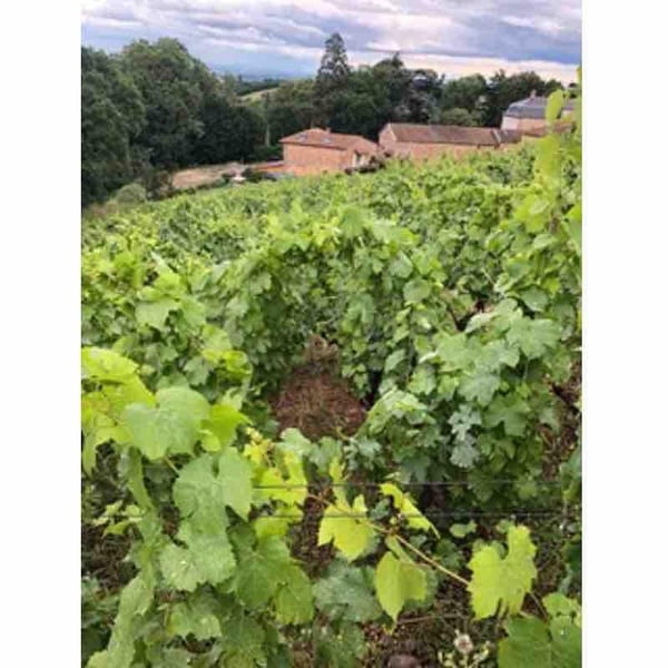 Domaine Minhae - Lan Bertrand