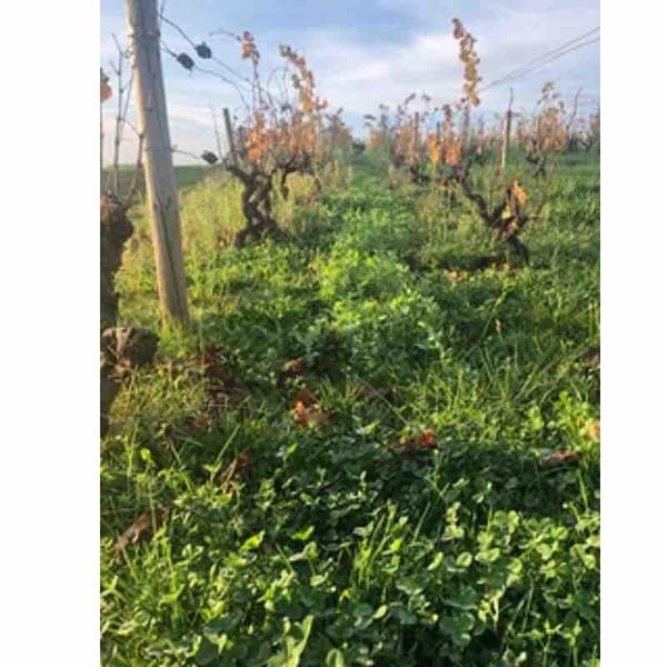 Domaine Minhae - Lan Bertrand