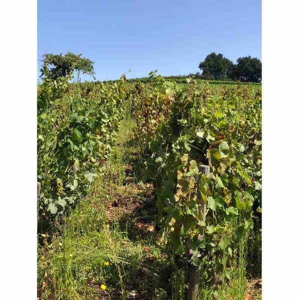 Domaine Minhae - Lan Bertrand