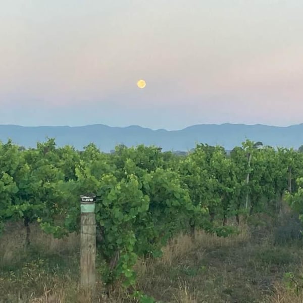 Cambridge Road Vineyard - Lance Redgwell