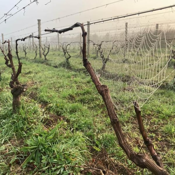 Cambridge Road Vineyard - Lance Redgwell