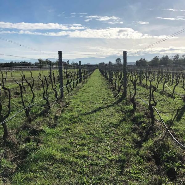 Cambridge Road Vineyard - Lance Redgwell