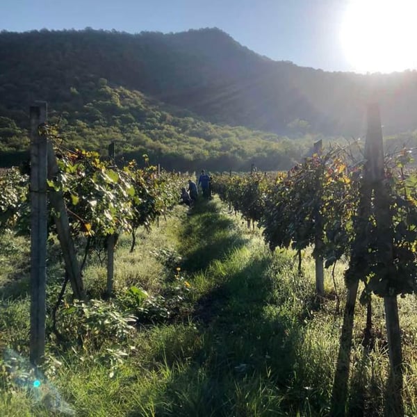 Juso´s Winery - Lasha & Giorgi Khvedelidze