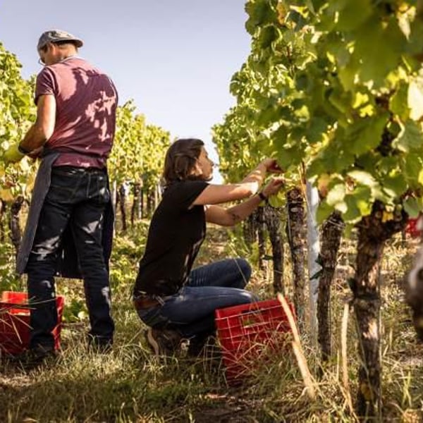Weingut Seufert - Laura Seufert