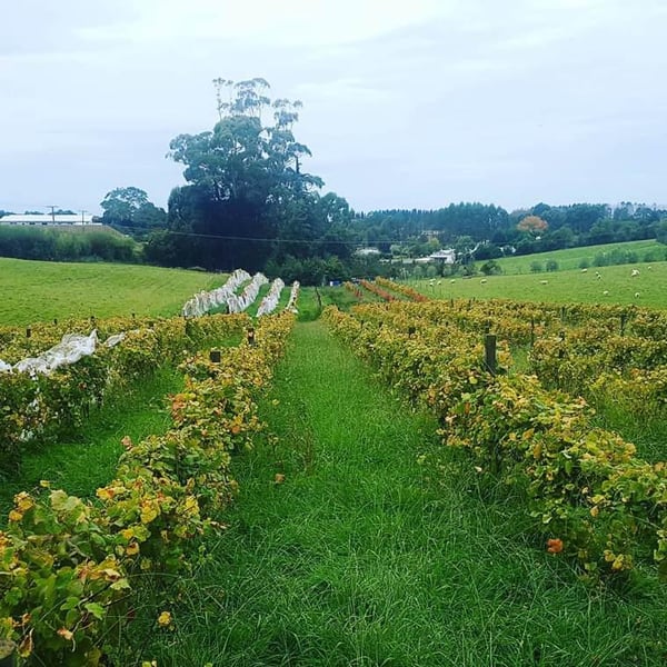 Tincan Wines - Laura Tinnelly & Nick Candy