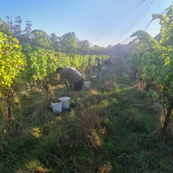 Tincan Wines - Laura Tinnelly & Nick Candy