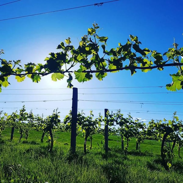 Tincan Wines - Laura Tinnelly & Nick Candy