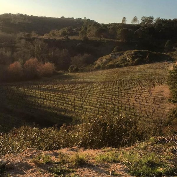Domaine Du Temps - Lauranne Plegat & Jeremy Gobert